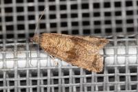 Celypha striana