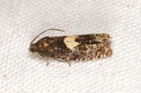 Epiblema gr. sticticana