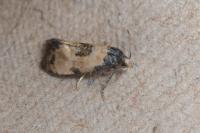 Neocochylis dubitana