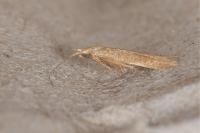 Coleophora