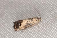 Pammene fasciana