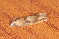 Eucosma conterminana
