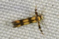 Stathmopoda pedella