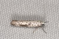 Yponomeuta irrorella