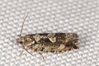Zeiraphera isertana