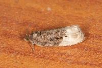 Hedya nubiferana