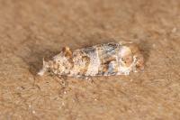 Lobesia botrana