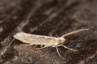 Plutella xylostella