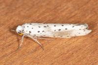 Yponomeuta irrorella