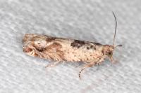 Crocidosema plebejana