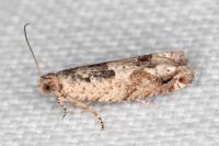 Crocidosema plebejana