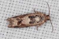 Crocidosema plebejana