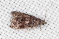 Endothenia