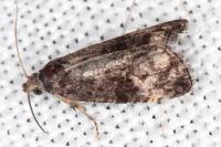 Endothenia