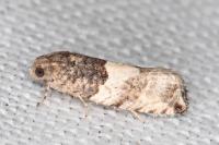 Gypsonoma aceriana