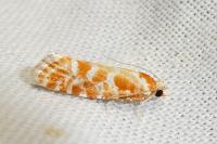 Rhyacionia pinicolana