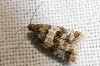 Isotrias rectifasciana