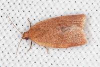 Clepsis consimilana