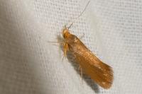 Crassa unitella