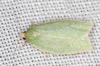 Tortrix viridana