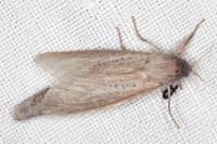 Phragmataecia castaneae