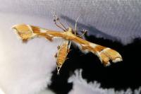 Cnaemidophorus rhododactylus