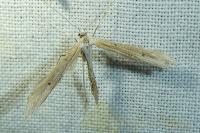 Emmelina monodactyla