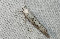 Yponomeuta irrorella