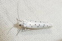 Yponomeuta