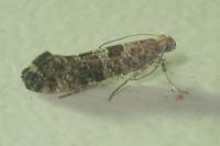 Digitivalva pulicariae