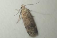Pexicopia malvella
