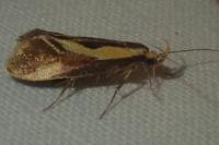Harpella forficella