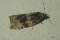Orthotaenia undulana