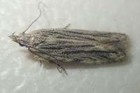 Anarsia innoxiella