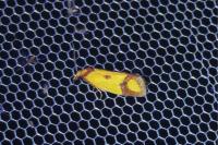 Agapeta zoegana