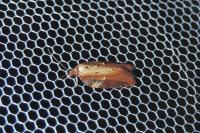 Acleris hastiana