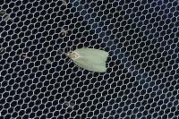 Tortrix viridana