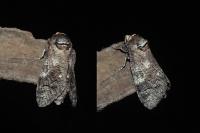 Cossus cossus