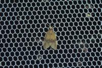 Epagoge grotiana