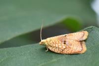 Acleris forsskaleana