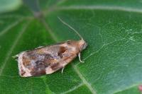 Archips xylosteana