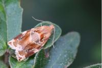 Archips xylosteana