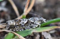 Zeiraphera isertana