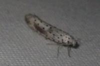 Yponomeuta irrorella