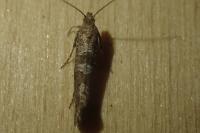 Digitivalva pulicariae