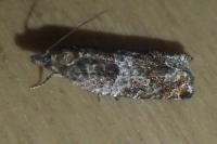 Ancylis achatana
