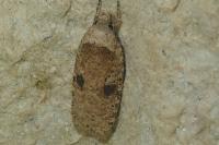Agonopterix propinquella