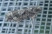 Zeiraphera isertana