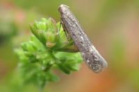 Monochroa rumicetella