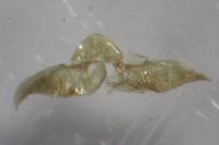 Monochroa rumicetella
